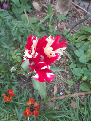 flowers